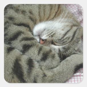 Pegatina Cuadrada Tigre durmiente