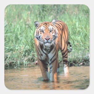 Pegatina Cuadrada Tigre en agua