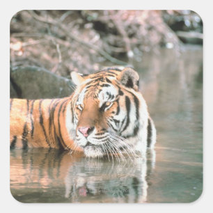 Pegatina Cuadrada Tigre en curso