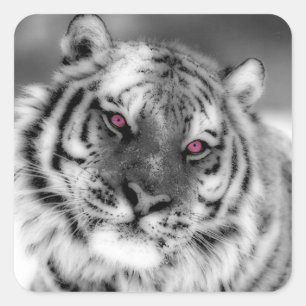 Pegatina Cuadrada Tigre Ojo Rosa
