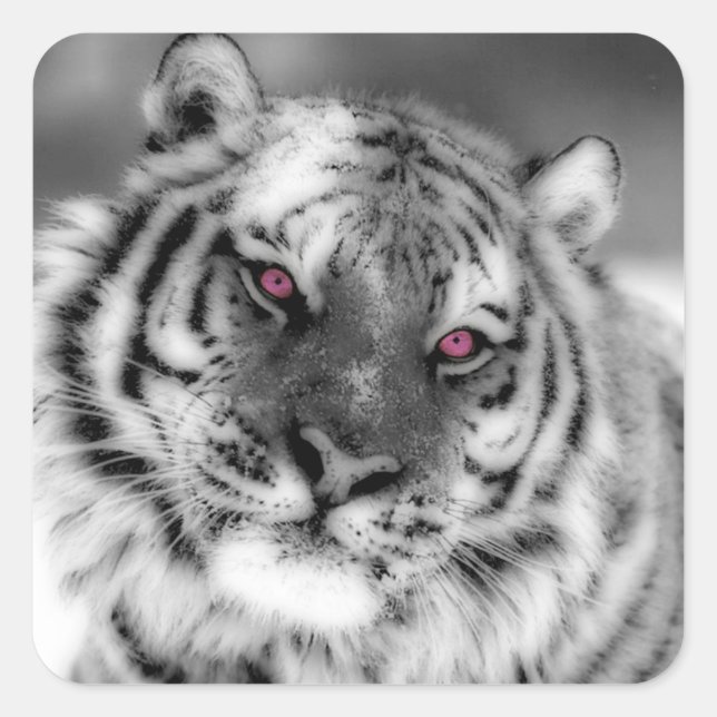 Pegatina Cuadrada Tigre Ojo Rosa (Anverso)