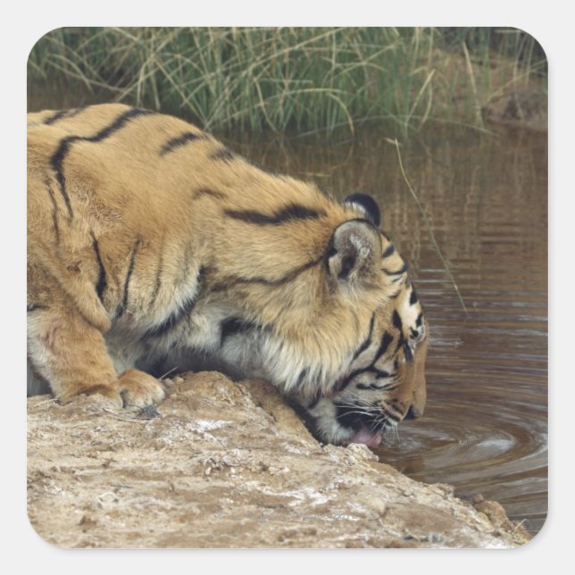 Pegatina Cuadrada Tigre (Panthera tigris) lanzando agua desde un (Anverso)
