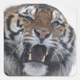 Pegatina Cuadrada Tigre sagrado de Siberia