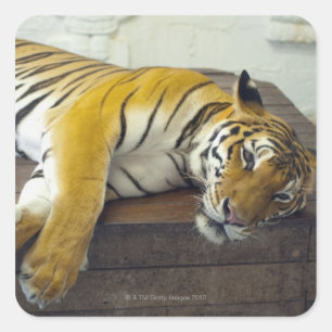 Pegatina Cuadrada Tigre, Samui, Tailandia