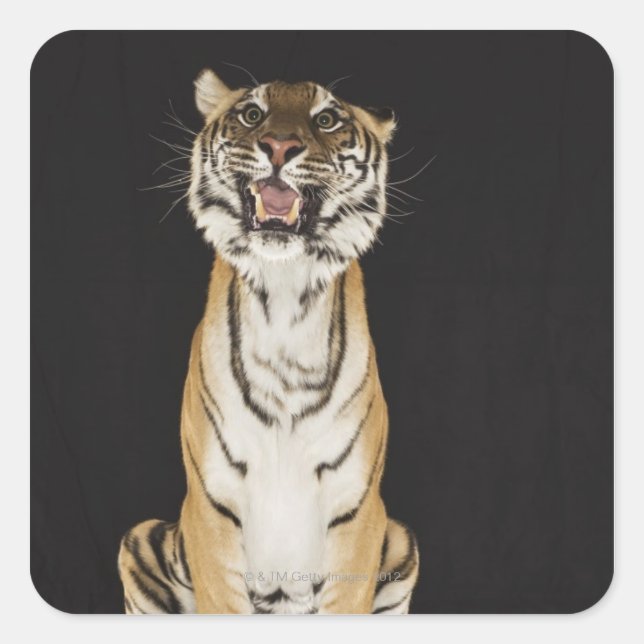 Pegatina Cuadrada Tigre sentado en el andén (Anverso)