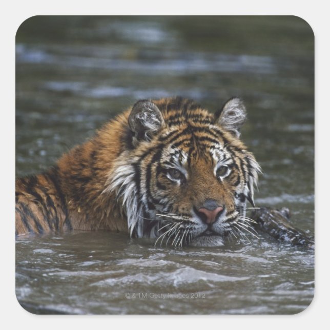 Pegatina Cuadrada Tigre Siberiano En Agua (Anverso)