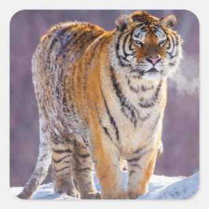 Pegatina Cuadrada Tigre siberiano en la nieve, China