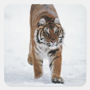Pegatina Cuadrada Tigre Siberiano En Nieve