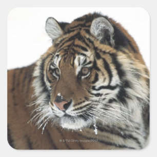 Pegatina Cuadrada Tigre siberiano (Panthera Tigris Altaica)