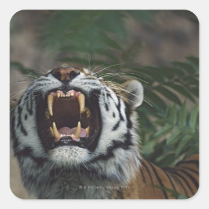 Pegatina Cuadrada Tigre Siberiano (Panthera Tigris) Bares Fangs