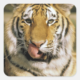 Pegatina Cuadrada Tigre Zoológico de Michigan