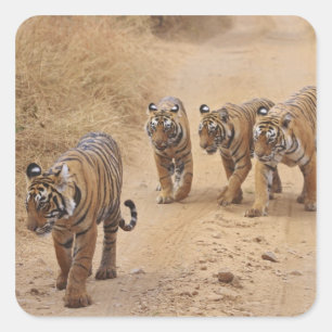 Pegatina Cuadrada Tigres de Bengala