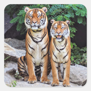 Pegatina Cuadrada Tigres, macho y hembra,