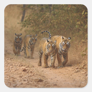 Pegatina Cuadrada Tigres Reales de Bengala en movimiento, Ranthambho