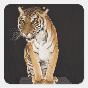 Pegatina Cuadrada Tigres sentados en la plataforma 2