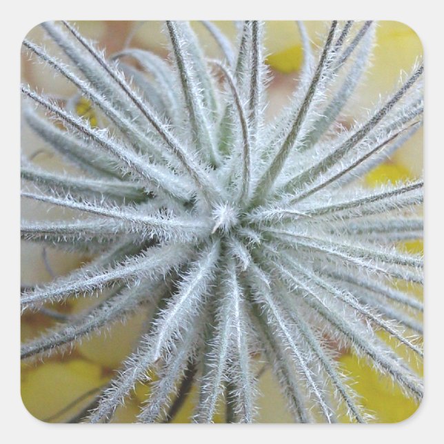 Pegatina Cuadrada Tillandsia tectorum (Anverso)