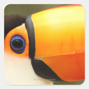 Pegatina Cuadrada Toco Toucan (toco de Ramphastos) es el más grande