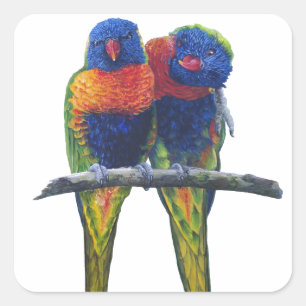 Pegatina Cuadrada Todos los colores del arco iris Lorikeets