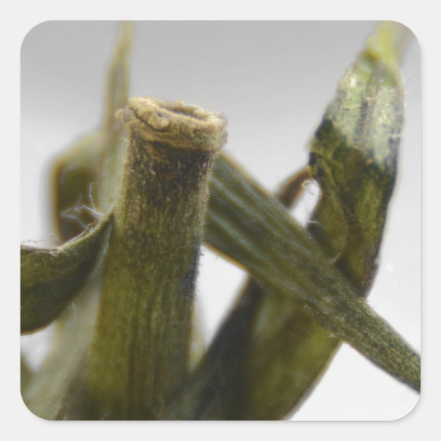Pegatina Cuadrada Tomate (Anverso)