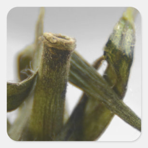 Pegatina Cuadrada Tomate