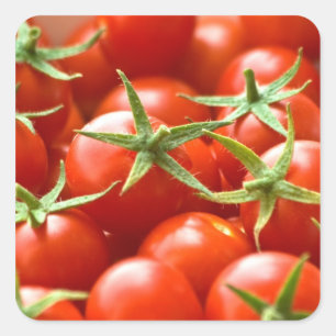 Pegatina Cuadrada Tomates de cereza recientemente escogidos