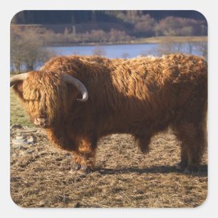 Pegatina Cuadrada Toro de ganado de las Tierras Altas, Escocia