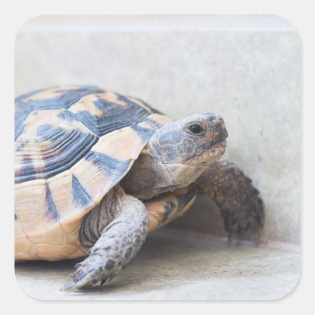Pegatina Cuadrada Tortoise (Anverso)