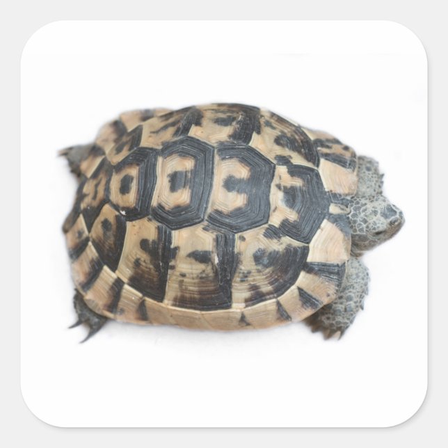 Pegatina Cuadrada Tortoise (Anverso)