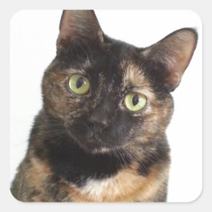 Pegatina Cuadrada Tortoiseshell Cat