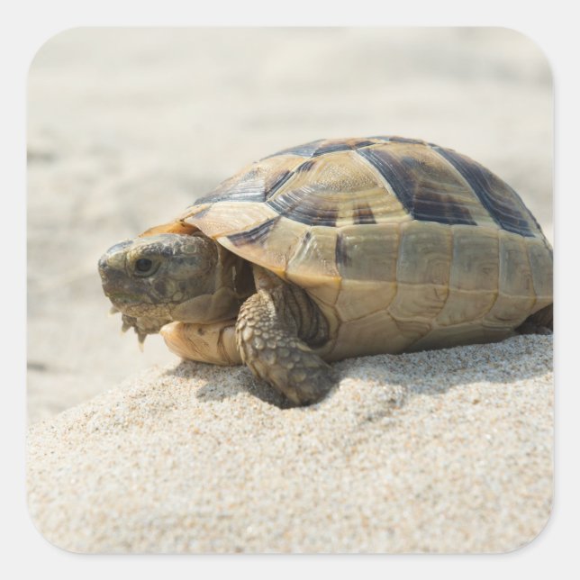 Pegatina Cuadrada Tortuga (Anverso)