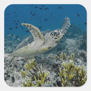 Pegatina Cuadrada Tortuga Carey Nadando