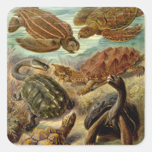 Pegatina Cuadrada Tortuga (Chelonia) de Haeckel