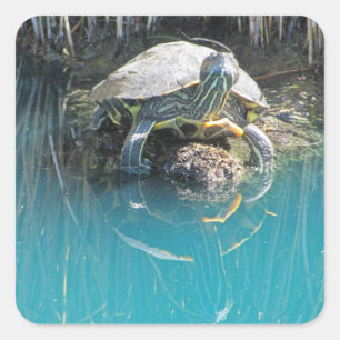 Pegatina Cuadrada Tortuga con reflejo de agua Foto de lago Animal