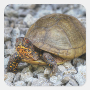 Pegatina Cuadrada Tortuga de caja