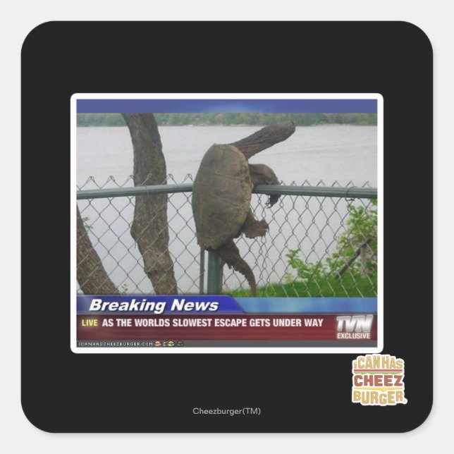 Pegatina Cuadrada Tortuga de Excaping (Anverso)