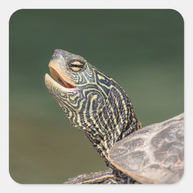 Pegatina Cuadrada Tortuga en el río LaChute (Anverso)