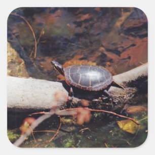 Pegatina Cuadrada Tortuga feliz