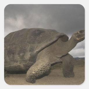 Pegatina Cuadrada Tortuga gigante de Galapagos Geochelone