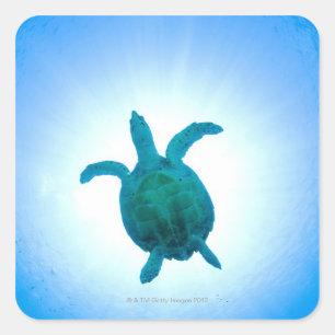 Pegatina Cuadrada Tortuga marina nadando bajo el agua