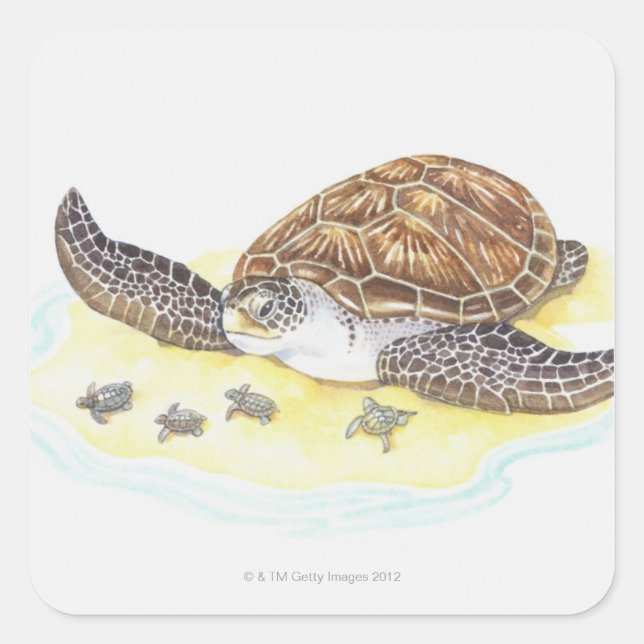 Pegatina Cuadrada Tortuga marina y bebés (Anverso)