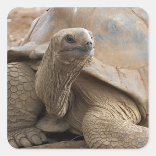 Pegatina Cuadrada Tortuga terrestre de Seychelle Aldabra
