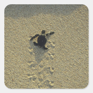 Pegatina Cuadrada Tortuga Verde, (Chelonia mydas), cría