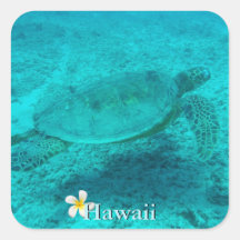 Tortuga verde hawaiana