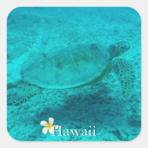 Pegatina Cuadrada Tortuga verde hawaiana