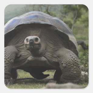 Pegatina Cuadrada Tortugas Gigantes de Galapagos Geochelone