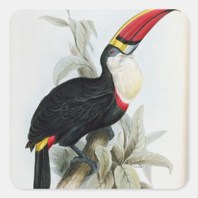 Pegatina Cuadrada Toucan de facturación roja, de 'A Monograph of the (Anverso)