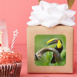 Pegatina Cuadrada Toucan sentado en la rama del bosque