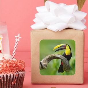 Pegatina Cuadrada Toucan sentado en la rama del bosque