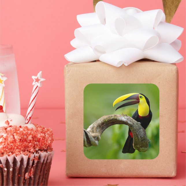 Pegatina Cuadrada Toucan sentado en la rama del bosque (Fiesta)