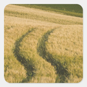 Pegatina Cuadrada Tractores surcan el trigo, Toscana, Italia